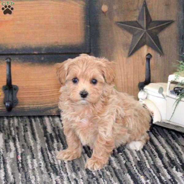 Lily, Maltipoo Puppy