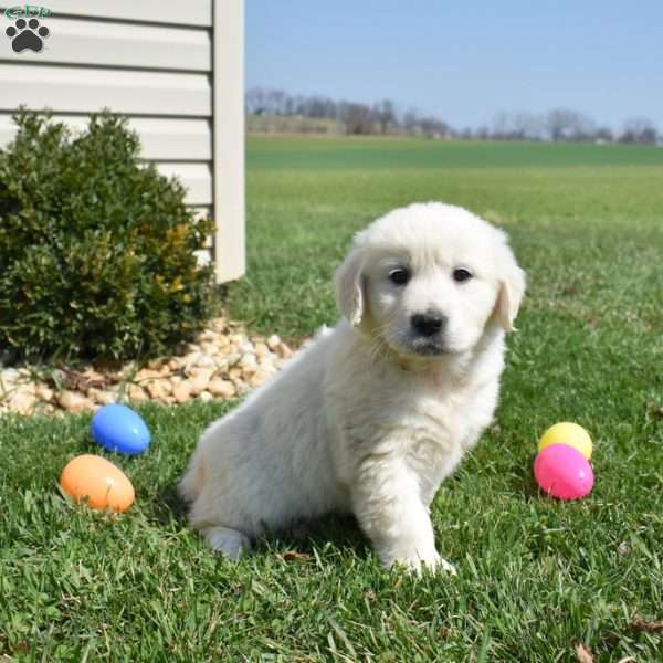 Lily, English Cream Golden Retriever Puppy