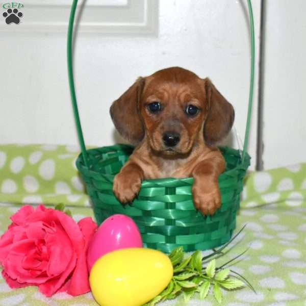 Lily, Dachshund Puppy