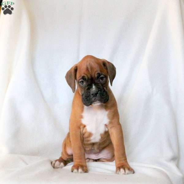 Lily, Boxer Puppy