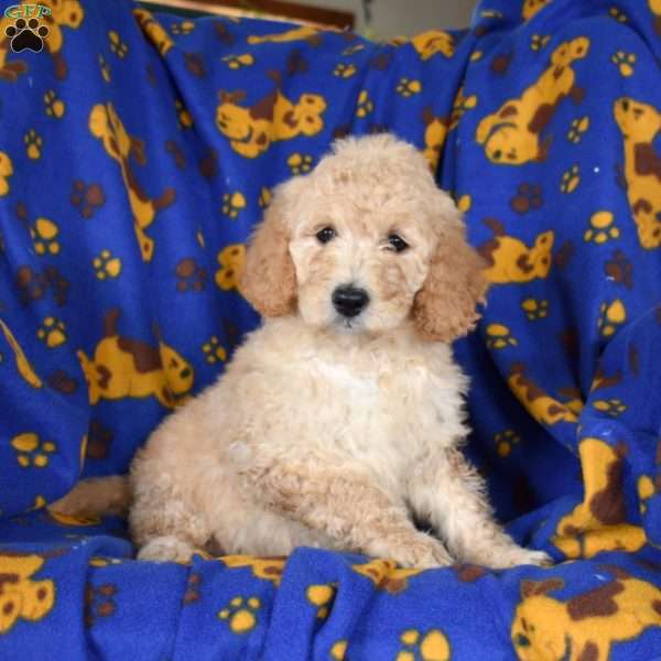 Lily, Goldendoodle Puppy
