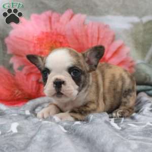 Lily, French Bulldog Puppy