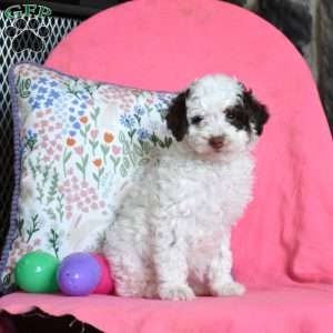 Lily, Miniature Poodle Puppy