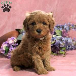 Lily, Mini Goldendoodle Puppy