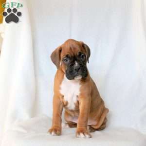 Lily, Boxer Puppy