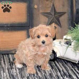 Lily, Maltipoo Puppy