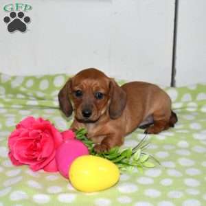 Lily, Dachshund Puppy