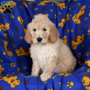 Lily, Goldendoodle Puppy