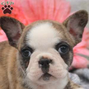 Lily, French Bulldog Puppy