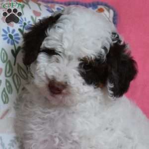 Lily, Miniature Poodle Puppy