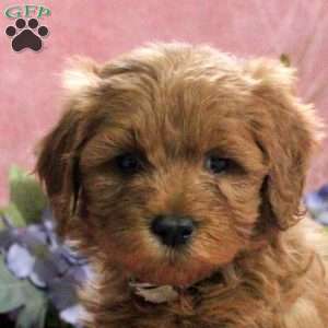 Lily, Mini Goldendoodle Puppy