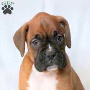 Lily, Boxer Puppy
