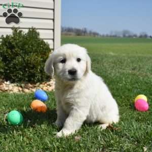 Lily, English Cream Golden Retriever Puppy