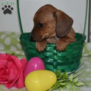 Lily, Dachshund Puppy