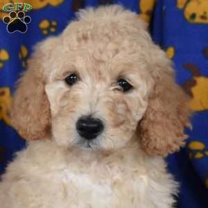 Lily, Goldendoodle Puppy