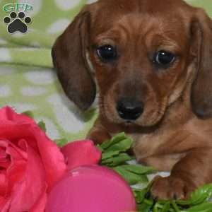 Lily, Dachshund Puppy