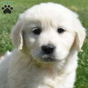 Lily, English Cream Golden Retriever Puppy