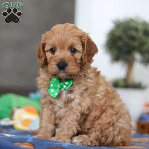 Lincoln, Cavapoo Puppy