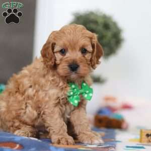 Lincoln, Cavapoo Puppy