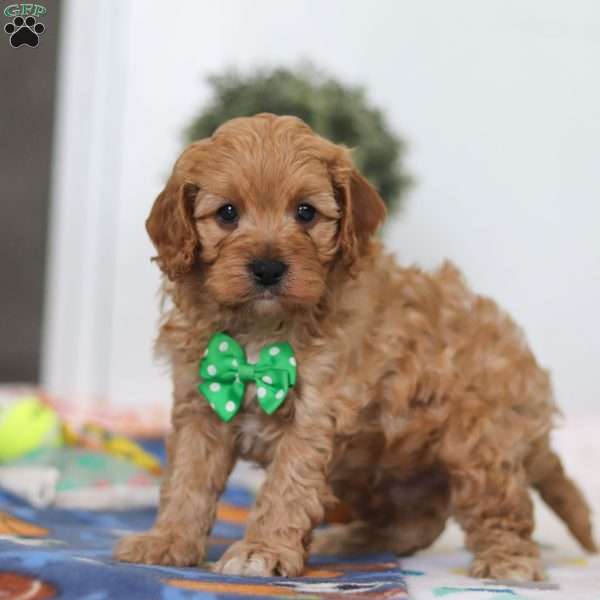 Lincoln, Cavapoo Puppy
