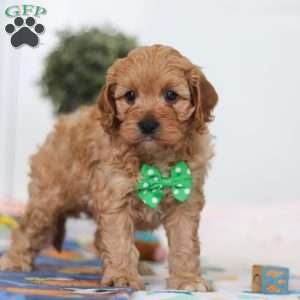 Lincoln, Cavapoo Puppy