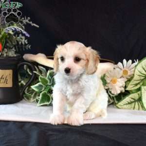 Lincoln, Cavachon Puppy