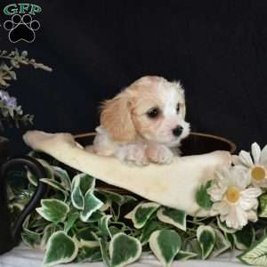 Lincoln, Cavachon Puppy
