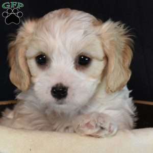 Lincoln, Cavachon Puppy