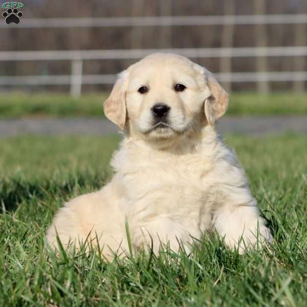 Lincoln, Golden Retriever Puppy