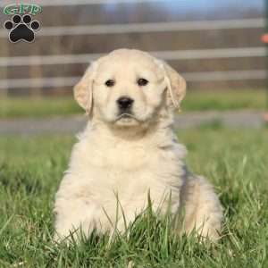 Lincoln, Golden Retriever Puppy