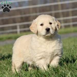 Lincoln, Golden Retriever Puppy