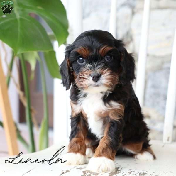 Lincoln, Cavapoo Puppy
