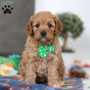 Lincoln, Cavapoo Puppy
