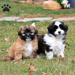 Mickey, Shih Tzu Mix Puppy