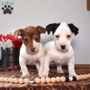 Zeus, Jack Russell Terrier Puppy
