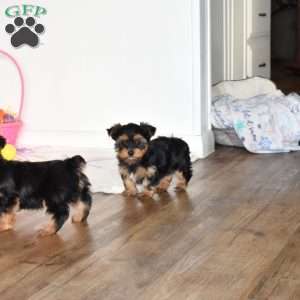 Teddy, Yorkie Puppy