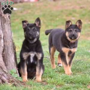 Bailey, German Shepherd Mix Puppy