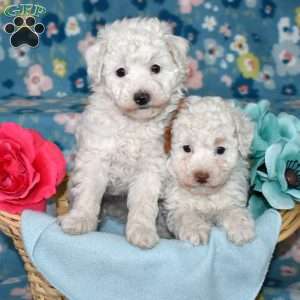 Pearl, Toy Poodle Puppy