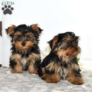 Teddy, Yorkie Puppy