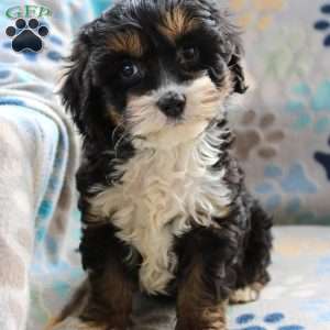 Little Debbie, Cockapoo Puppy