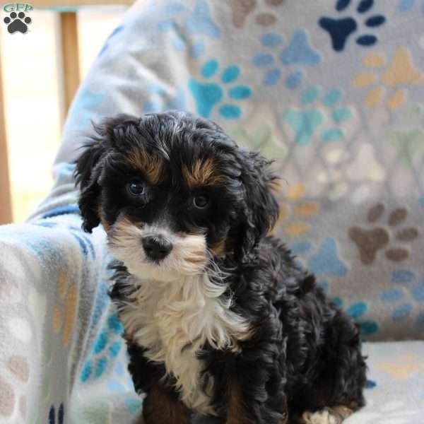Little Debbie, Cockapoo Puppy