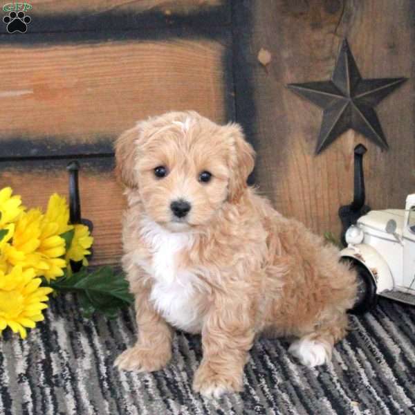 Liza, Maltipoo Puppy