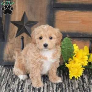 Liza, Maltipoo Puppy