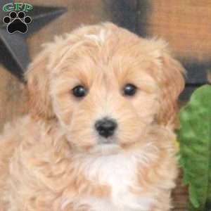 Liza, Maltipoo Puppy