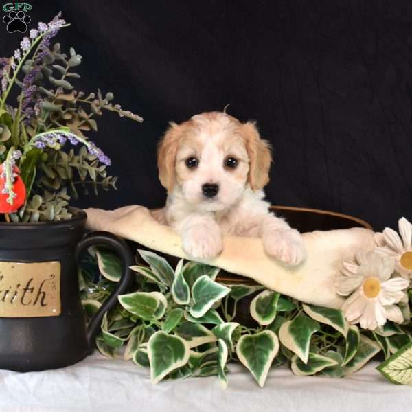 Lizzie, Cavachon Puppy