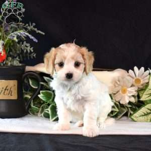 Lizzie, Cavachon Puppy