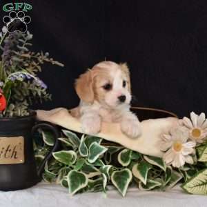 Lizzie, Cavachon Puppy