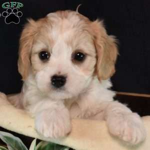 Lizzie, Cavachon Puppy