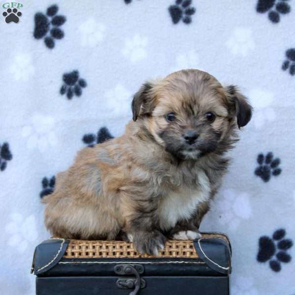 Loey, Shih-Poo Puppy