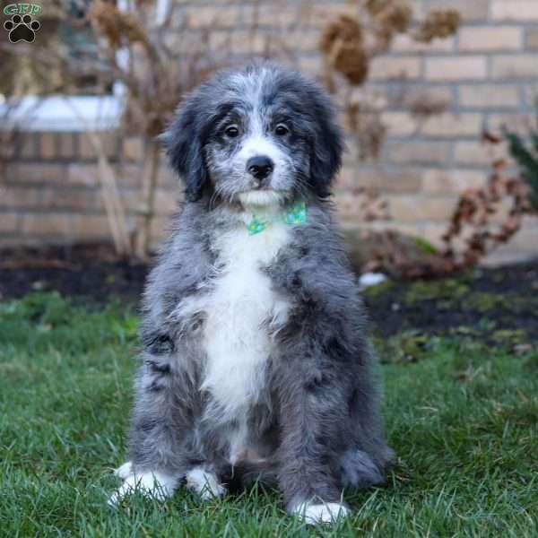 Logan, Bernedoodle Puppy